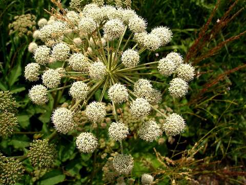 Image of European Waterhemlock