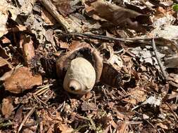 Image of Collared Earthstar