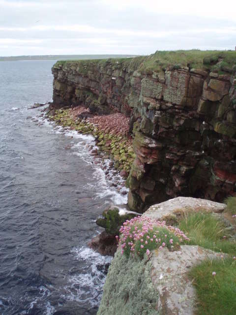 Image of thrift seapink