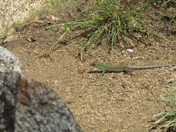 Imagem de Ameiva bifrontata divisa (Fischer 1879)