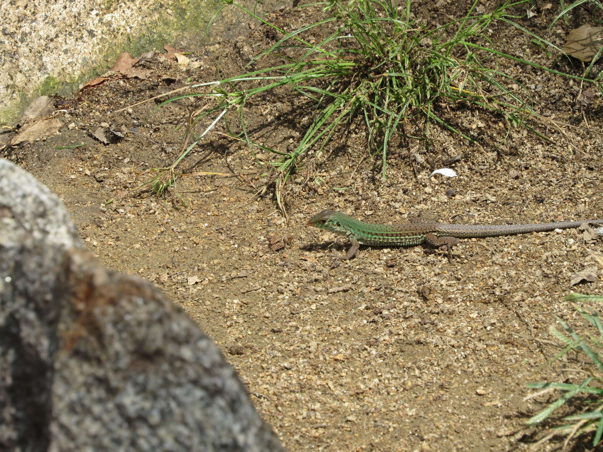 Image de Ameiva bifrontata divisa (Fischer 1879)