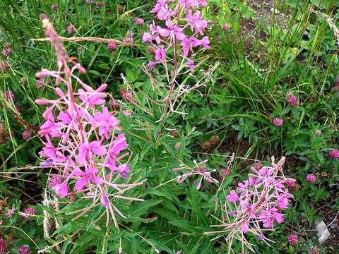 Image of Narrow-Leaf Fireweed