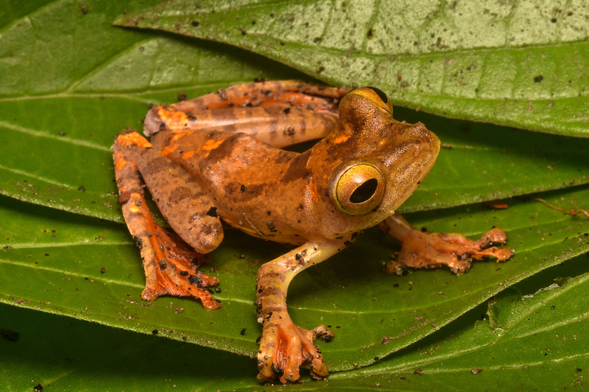 Rhacophorus pardalis Günther 1858 resmi