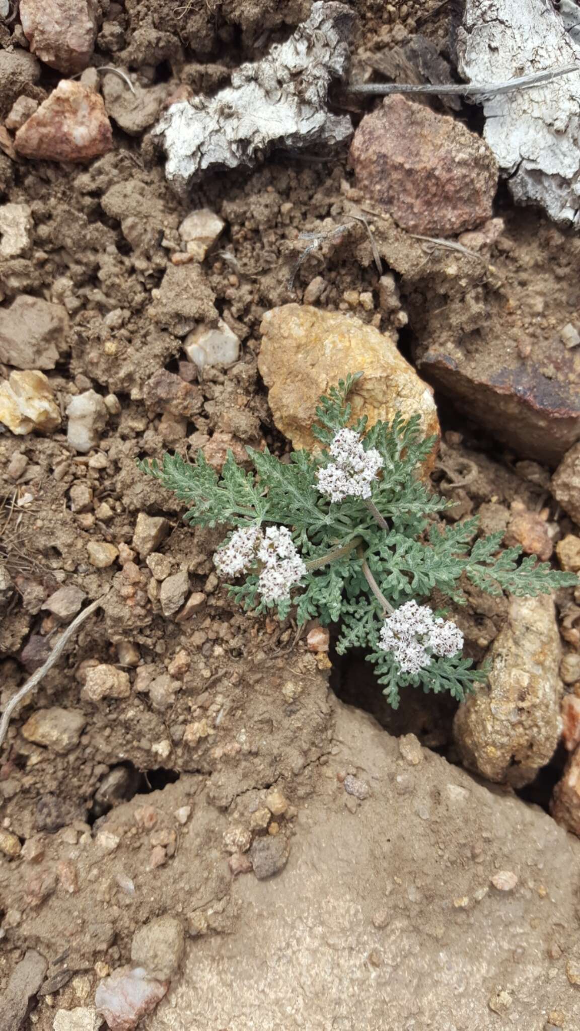 Image of Nevada biscuitroot