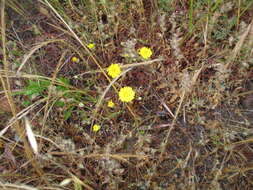 Image of leafy desertdandelion