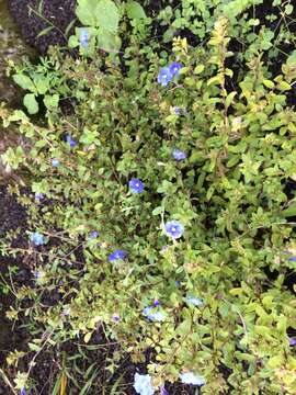 Image of Brazilian dwarf morning-glory