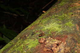 Image of Yellow-bellied Poison Frog