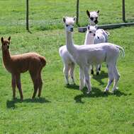 Image of Alpaca