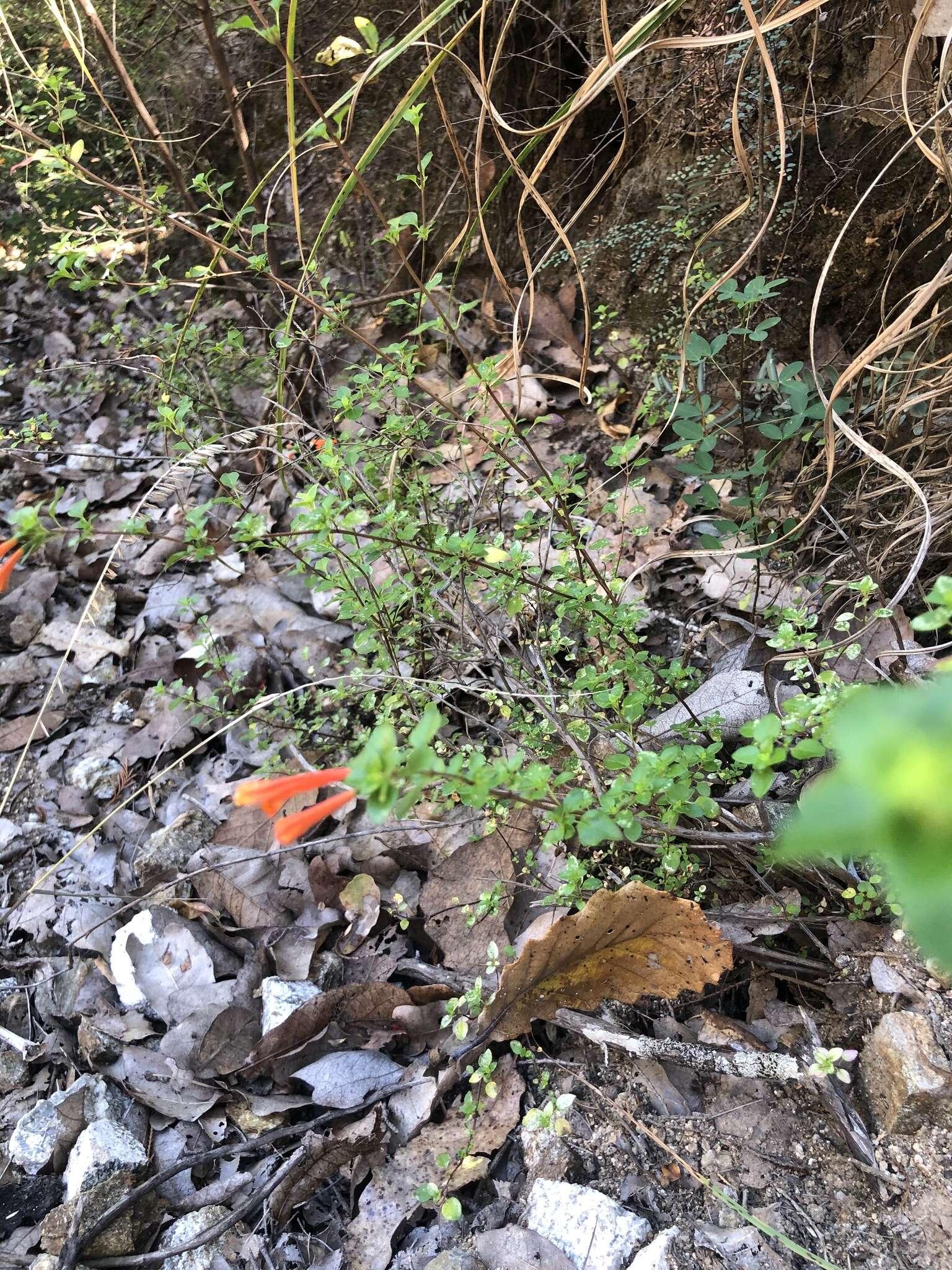 Image of Clinopodium mexicanum (Benth.) Govaerts