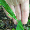 Image of white bear sedge