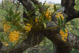 Imagem de Dendrobium densiflorum Lindl.