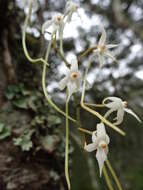 Image of Ypsilopus erectus (P. J. Cribb) P. J. Cribb & J. Stewart