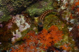 Image of Blackstriped combtooth blenny