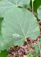 Phyllonorycter lucetiella (Clemens 1859)的圖片