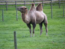 Image of Bactrian camel