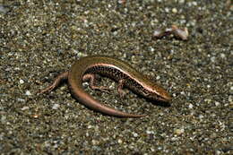 Image of Spotted Skink