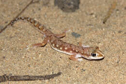 Image of White-spotted Ground Gecko WA