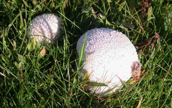 Imagem de Lycoperdon perlatum Pers. 1796