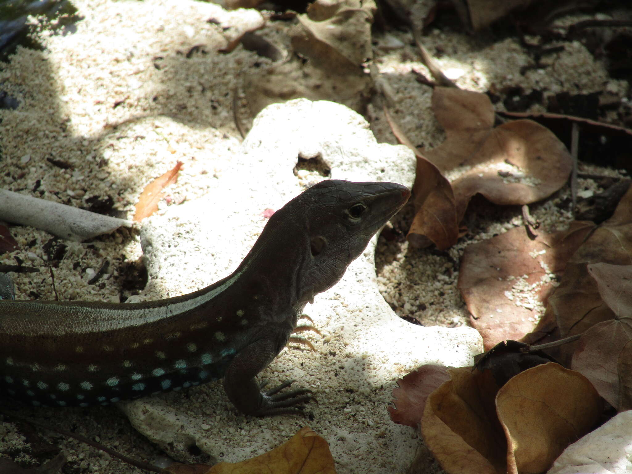 Image of Pholidoscelis dorsalis (Gray 1838)