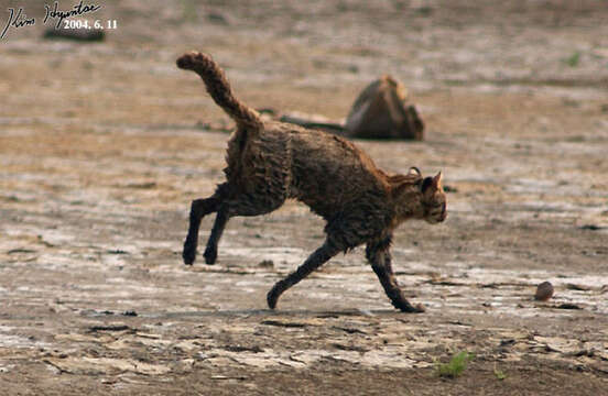 Image of Iriomote Cat