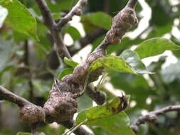 Image of Woolly Apple Aphid