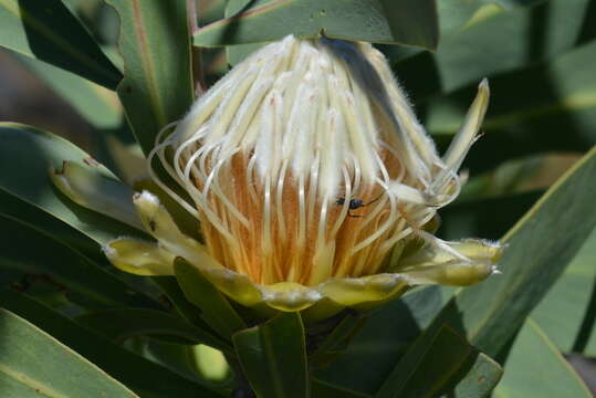 Image of African savanna sugarbush