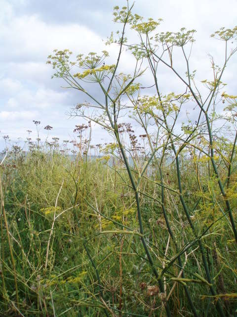 Image of fennel