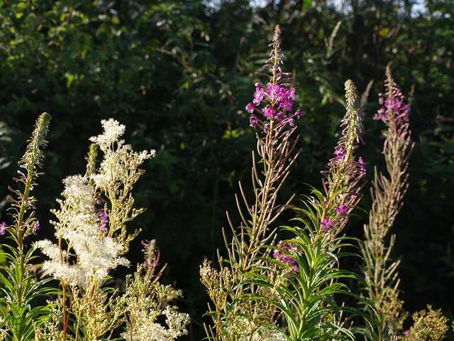 Image of Meadowsweet