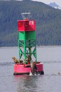 Image of northerns sea lions