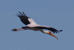 Image of Yellow-billed Stork