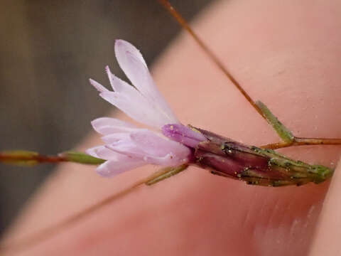 Image of smooth lessingia