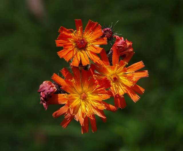 Imagem de Pilosella aurantiaca (L.) Sch. Bip., F. W. Schultz & Sch. Bip.