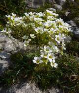 Sivun Saxifraga caesia L. kuva