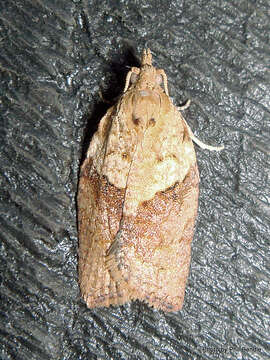 Image of Light brown apple moth