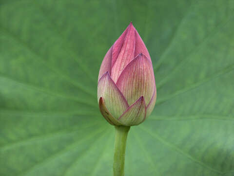 Image of sacred lotus