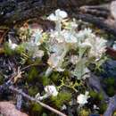 Image of cup lichen