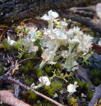 Слика од Cladonia cervicornis (Ach.) Flot.