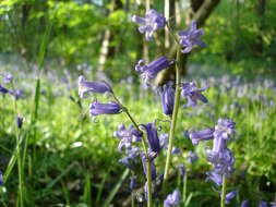 Image de jacinthe des bois