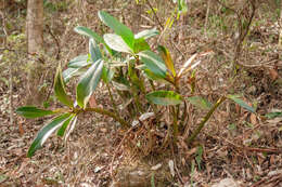 Image of Dendrobium speciosum var. hillii Mast.