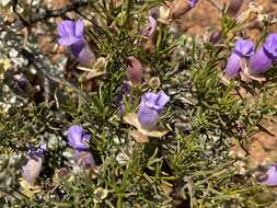 Imagem de Eremophila metallicorum S. Moore