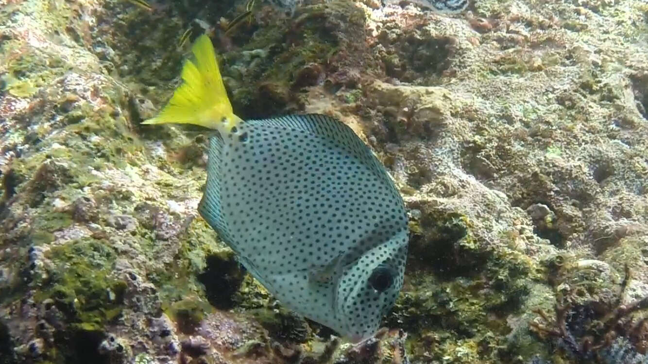 Image of Razor Surgeonfish