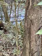 Image of Decorated Anole