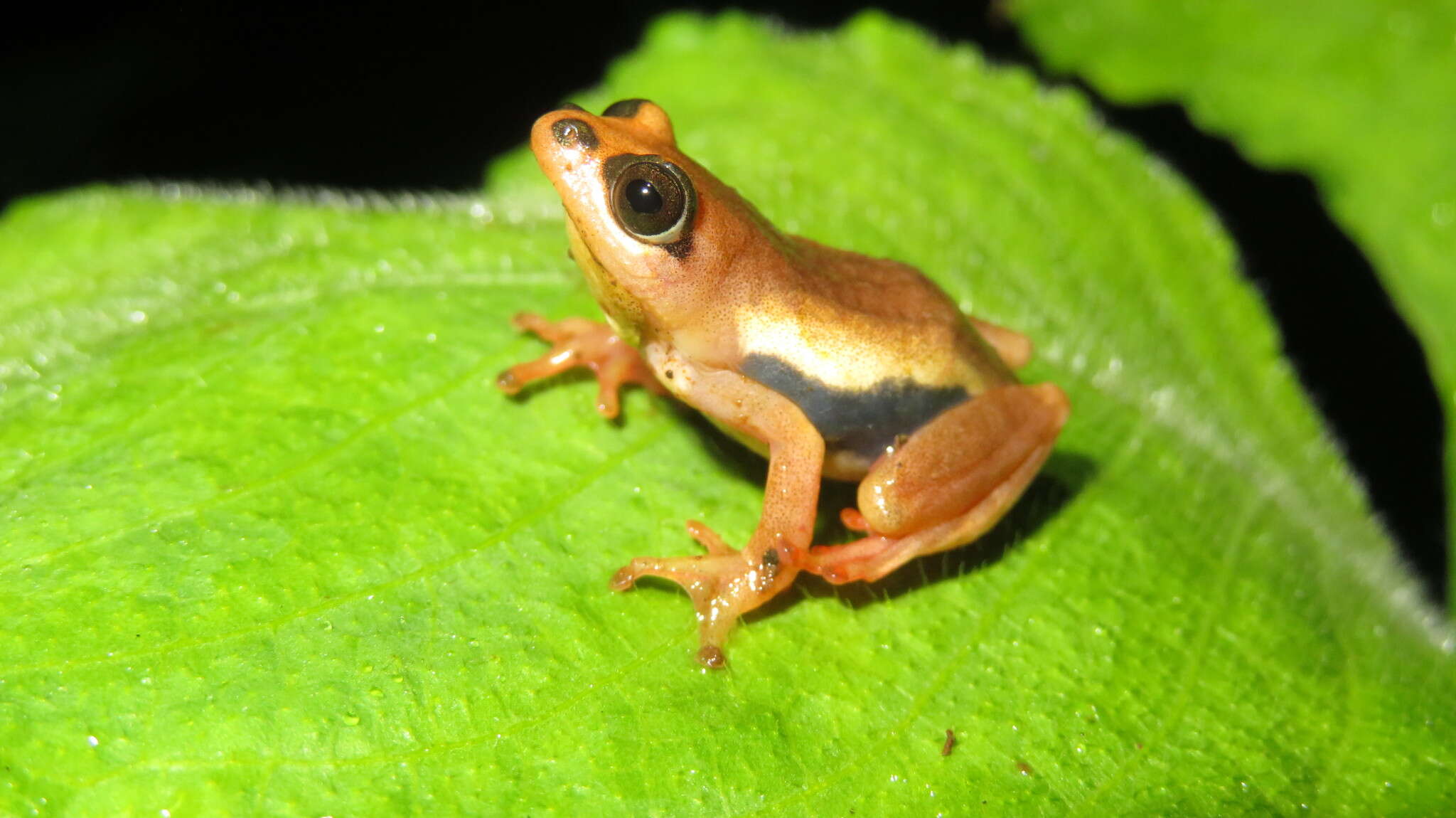 Image of Hyperolius mariae Barbour & Loveridge 1928