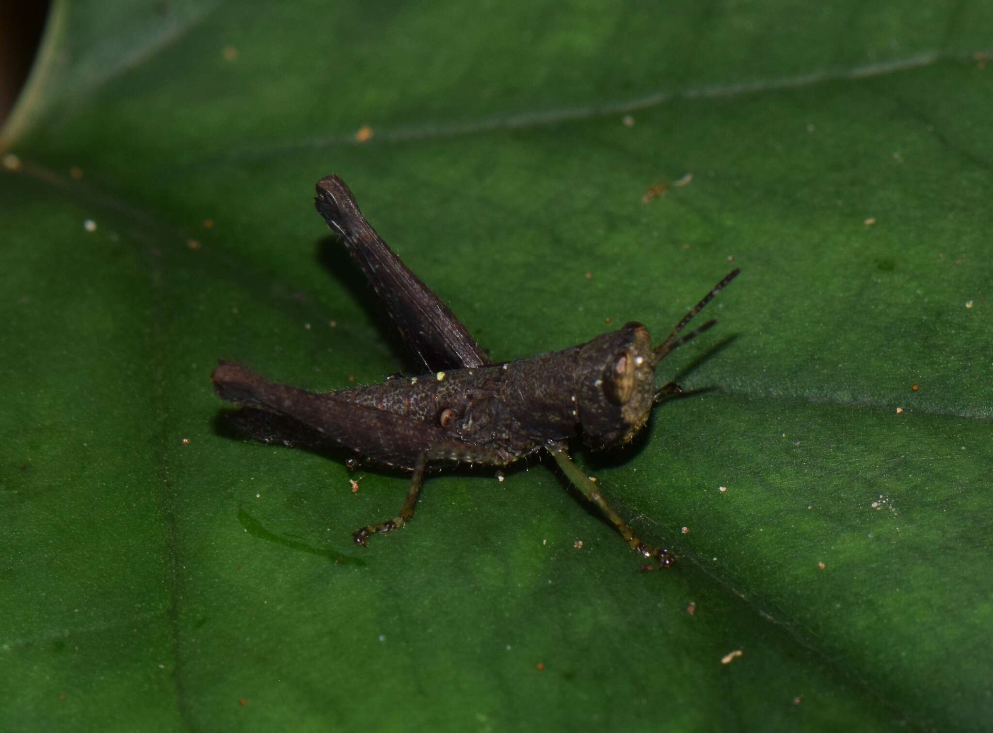 Image of Maculiparia curtipennis (Scudder & S. H. 1875)