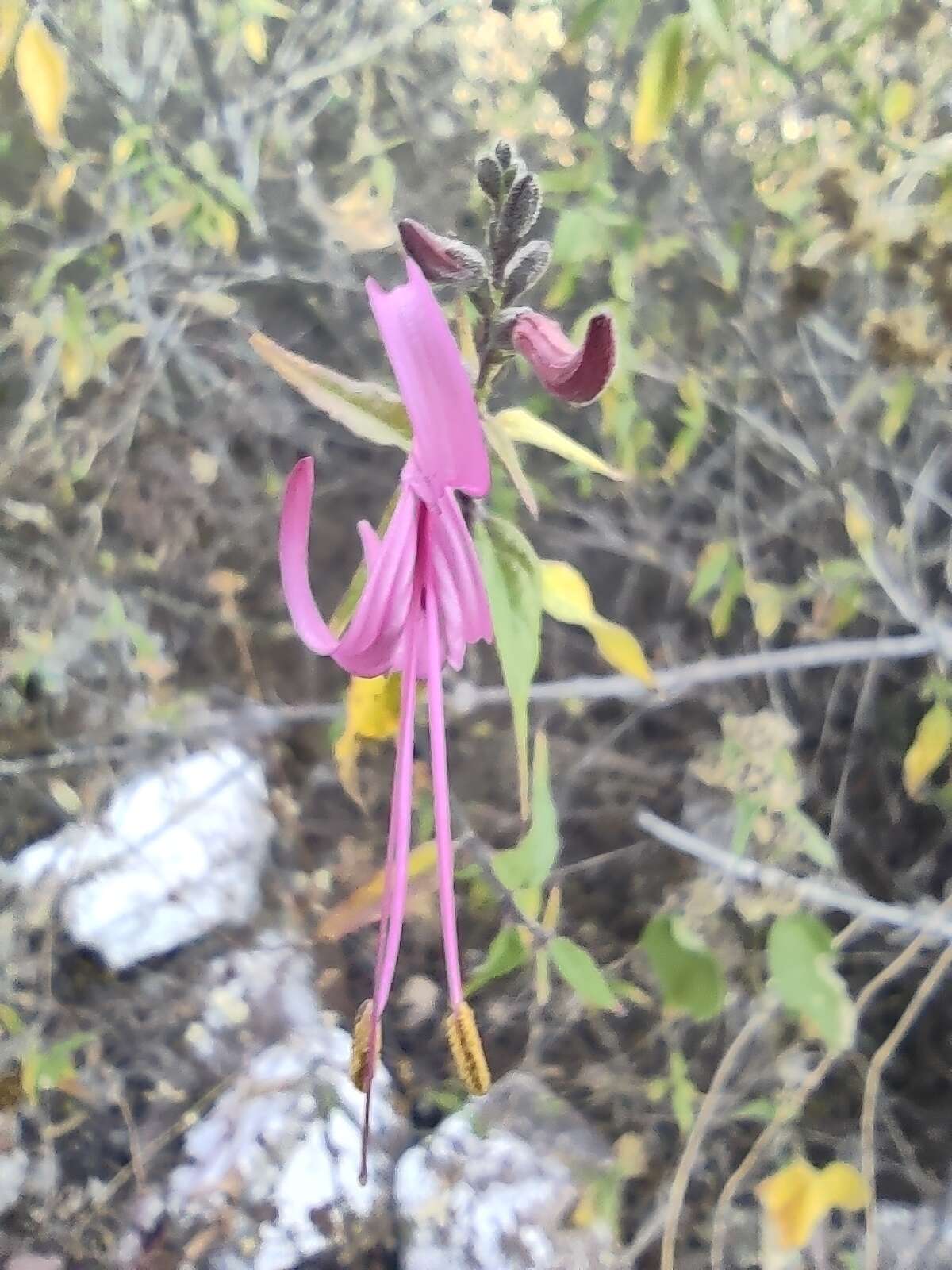 Anisacanthus puberulus (Torr.) J. Henrickson & E. J. Lott resmi