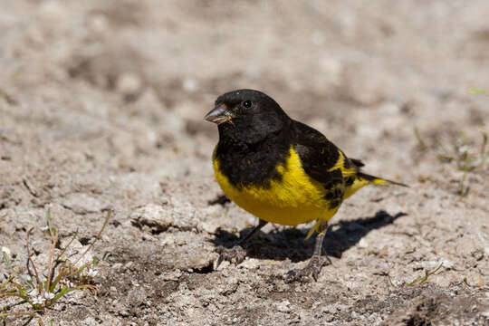 Image of Yellow-rumped Siskin