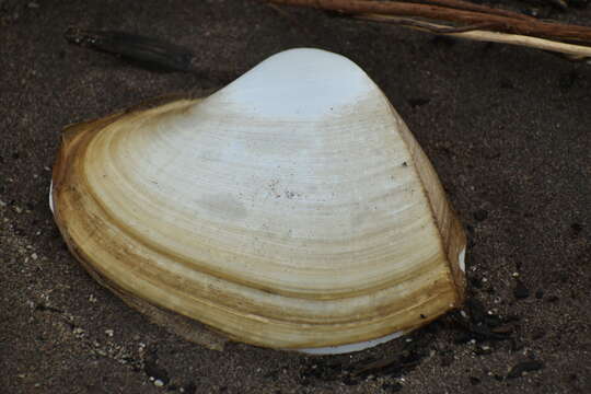 Image of mature surfclam