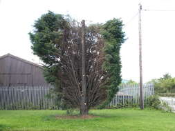 Image of Cupressus × leylandii