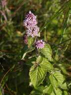 Image of Water Mint