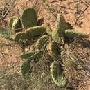 Image of Golden Prickly-pear